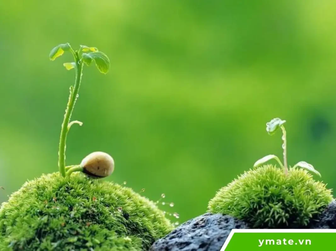 Sức mạnh của sự tử tế