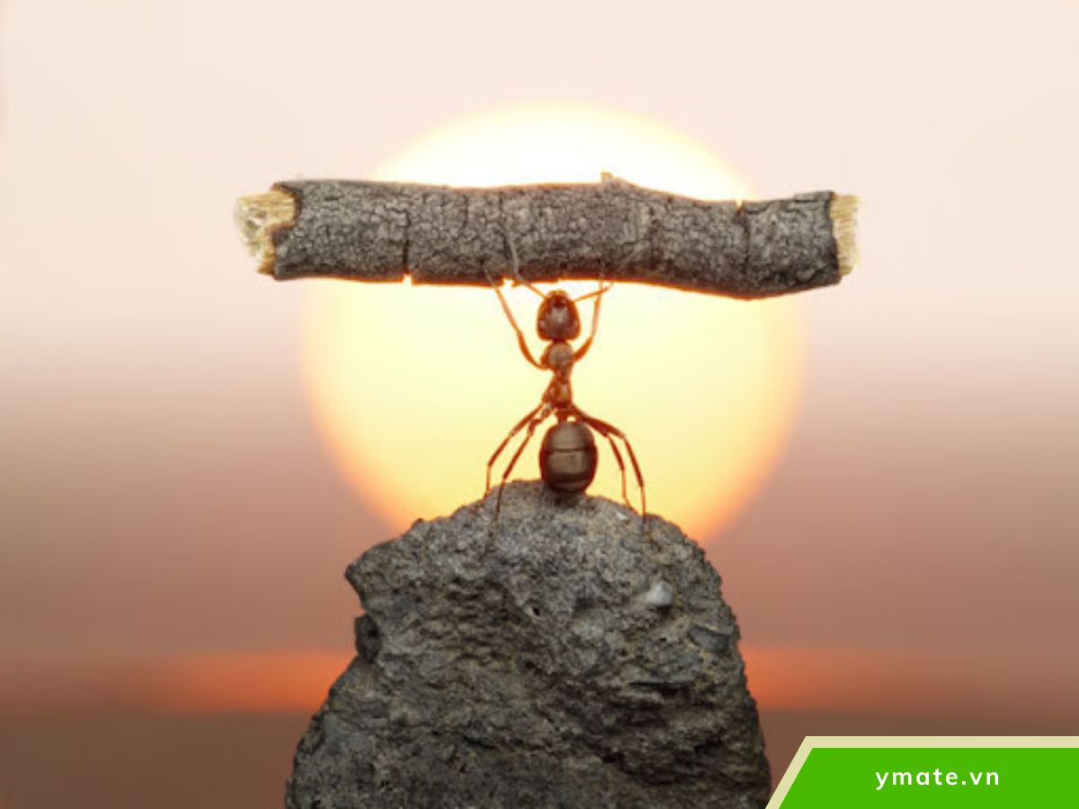 Giải mã chiến lược 'Thua để Thắng'