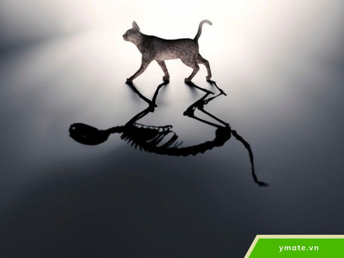 Vai trò của người quan sát