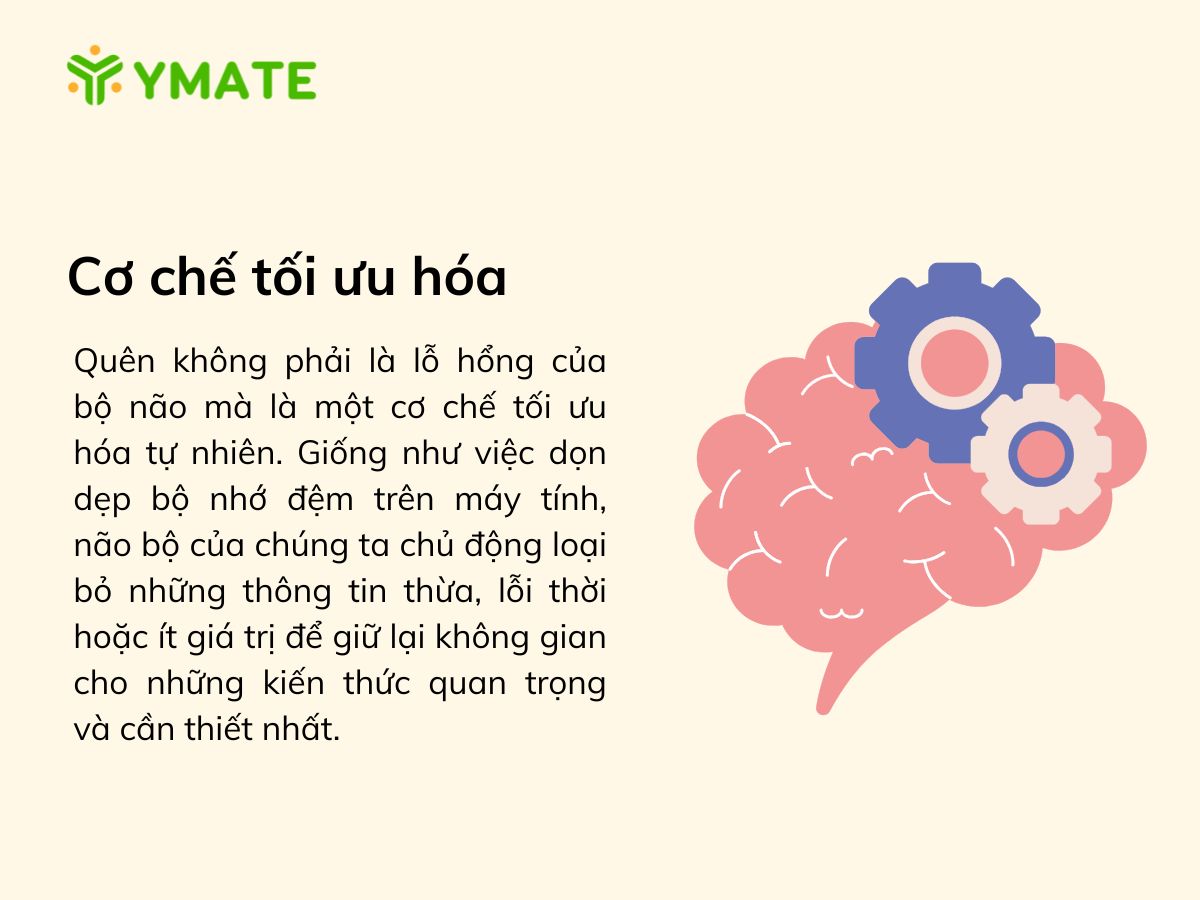 Cơ chế tối ưu hóa