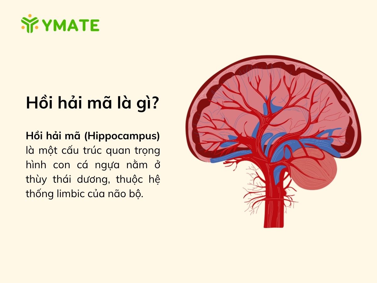 Hồi hải mã là gì