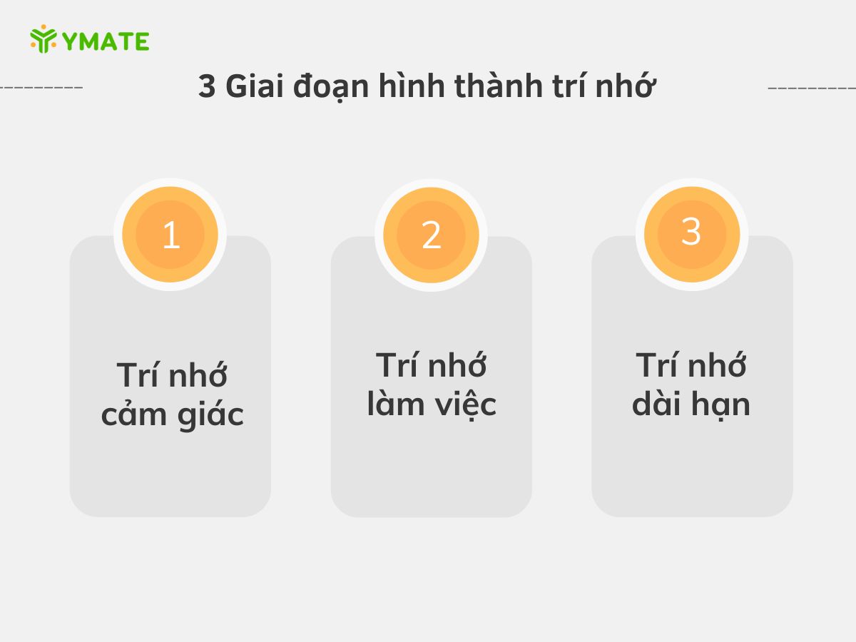 3 Giai đoạn hình thành trí nhớ