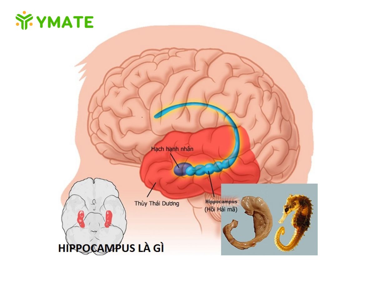 Hồi hải mã ảnh hưởng đến việc ghi nhớ như thế nào